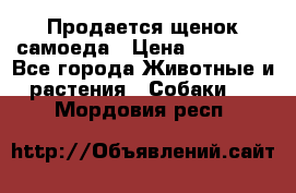 Продается щенок самоеда › Цена ­ 15 000 - Все города Животные и растения » Собаки   . Мордовия респ.